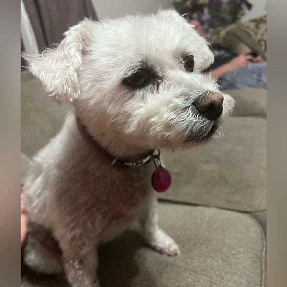 Meet your Posher, Jennifer - Picture 2 of 4